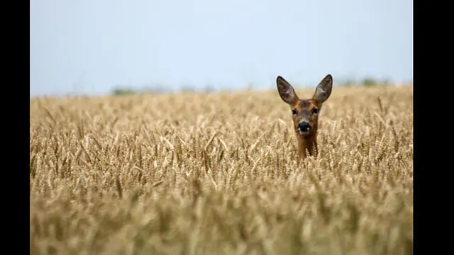 Foto: copyright bwbx_io