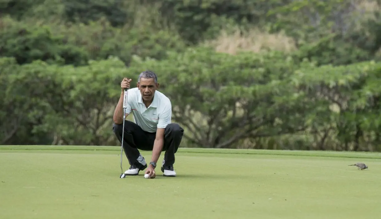 Presiden Barack Obama bersiap untuk melakukan putt saat bermain golf bersama PM Malaysia, Najib Razak di Hawaii, Rabu (24/12/2014). (AFP PHOTO/Nicholas KAMM)