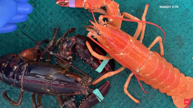 Lobster Oranye
