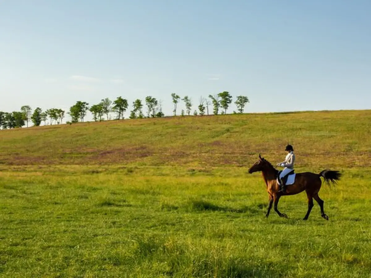 Arti Mimpi Menunggang Kuda, Pertanda Kehidupan akan Bahagia