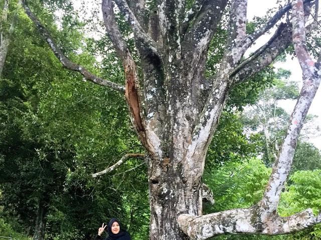 2 Pohon Cengkih Tertua Di Dunia Berada Di Ternate Regional Liputan6 Com Dinosaurus ini memiliki nama lain; 2 pohon cengkih tertua di dunia berada