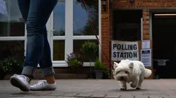 Seorang wanita mengajak anjingnya meninggalkan sebuah tempat pemungutan suara di Croydon, London selatan, Kamis (8/6). Para pemilih mengajak anjingnya untuk menemani mereka mengambil bagian dalam Pemilu Inggris. (BEN STANSALL / AFP)