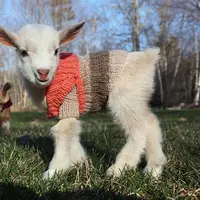 Anak kambing yang baru lahir tampak menggemaskan dengan sweter. Foto: Boredpanda.