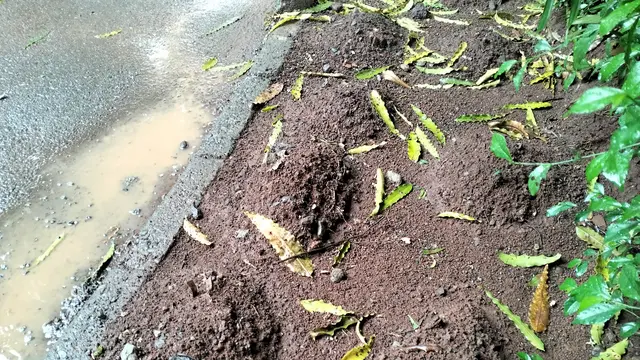 Makam Kucing di Sudut Senayan, Jejak Kepedulian Penyayang Hewan