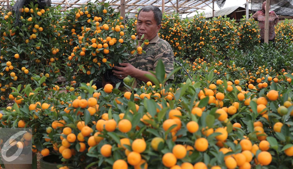 Seorang pedagang membawa jeruk jenis Kumquat dan Chusa yang di impor dari Cina di Jakarta, Rabu (27/1). Permintaan Jeruk asal Cina tersebut meningkat 100 % menjelang imlek. (Liputan6.com/Angga Yuniar)