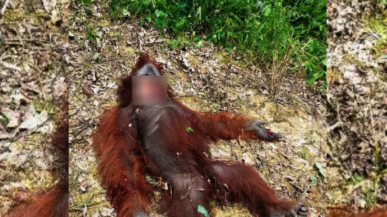 Orangutan Dibunuh