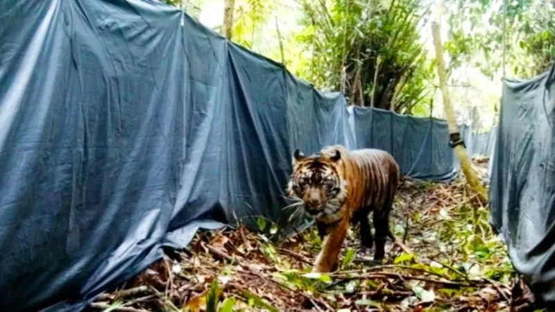 Harimau sumatra yang dilepasliarkan oleh BBKSDA Riau setelah berkonflik dengan manusia.