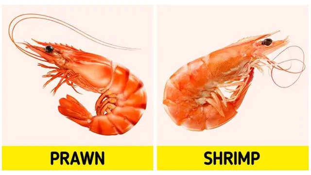 Serupa Tapi Tak Sama, 9 Makanan Ini Sering Disalahartikan