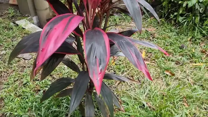 Tanaman Hanjuang Merah/Youtube Kebun Cilik