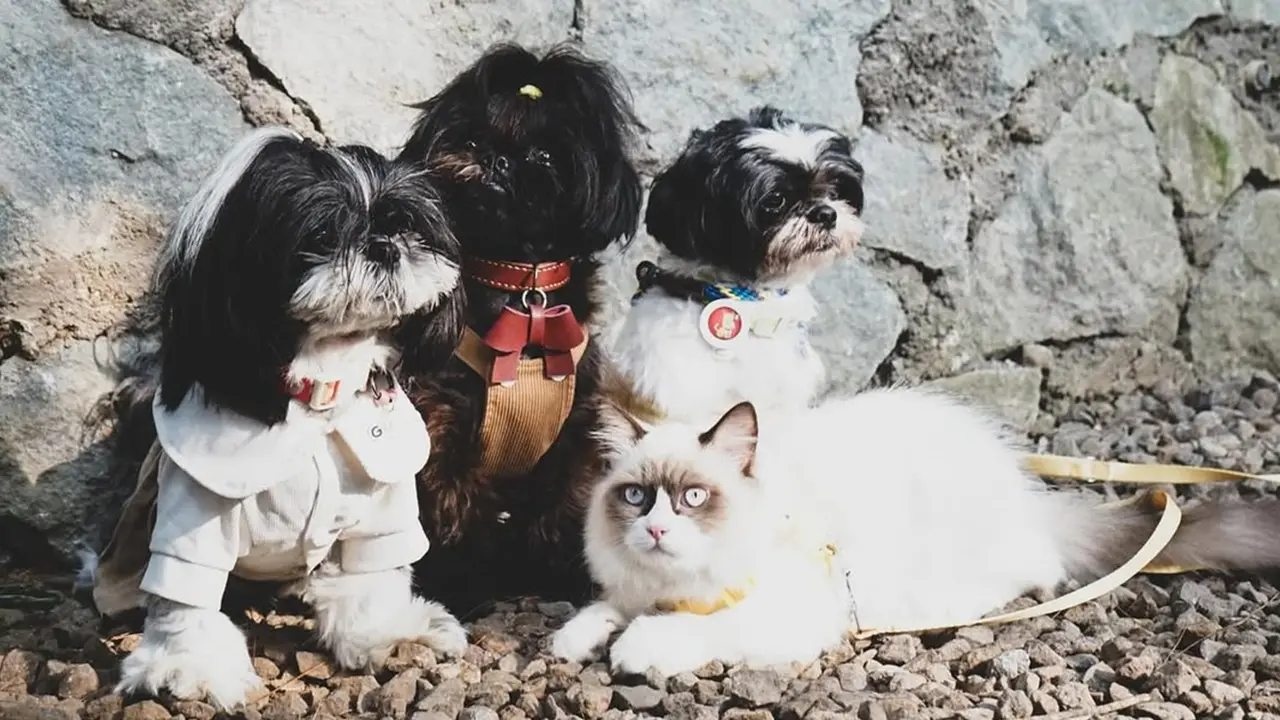 Cara Membuat Makanan Anjing Sendiri yang Sehat dan Bergizi, Lebih Hemat dan Aman