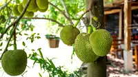 Ilustrasi pohon nangka. (Foto oleh Quang Nguyen Vinh: https://www.pexels.com/id-id/foto/buah-buahan-pohon-batang-pohon-cabang-6871015/)