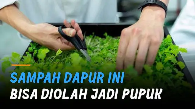 Tidak harus mahal, perawatan tanaman bisa didapat dari sampah di dapur.