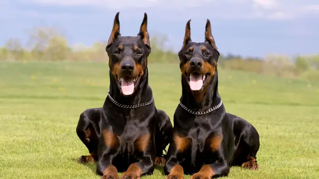 [Bintang] Lima Anjing Paling Pintar di Dunia