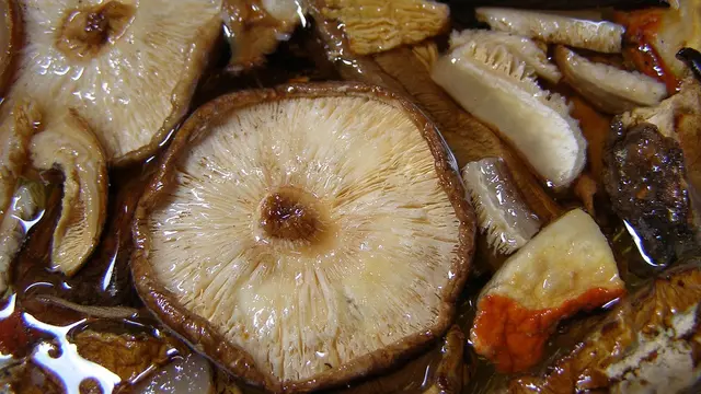 Manfaat Jamur Shitake untuk Kesehatan