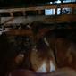 Barang bukti sapi dari Bali  diamankan di Polsek KP3 Tanjungwangi Banyuwangi (Hermawan Arifinato/Liputan6.com)