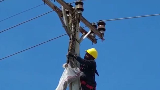 Ular Piton di Tiang Listrik