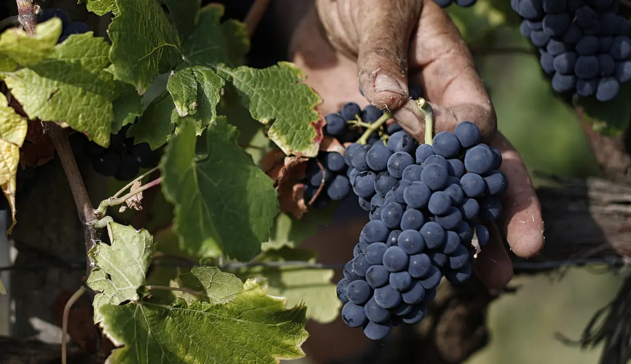 Anggur Pinot Nero saat panen di Tenuta Castello, Neive Borgonovo, Italia (8/8). Panen dimulai paling awal dalam satu dekade karena negara tersebut melakukan swelling dalam gelombang panas setelah berbulan-bulan kekeringan. (AFP Photo/Marco Bertorello)