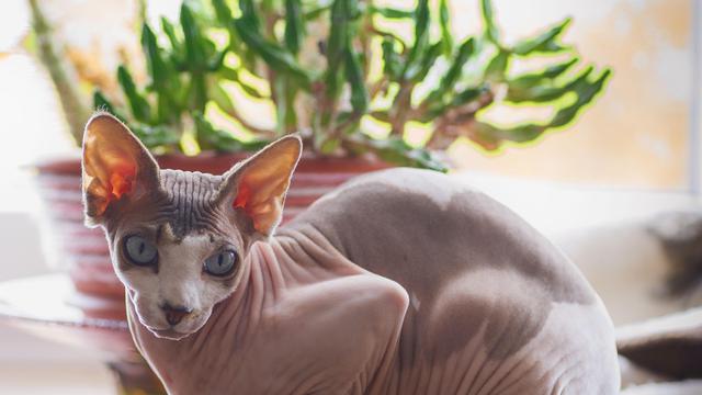 Sphynx