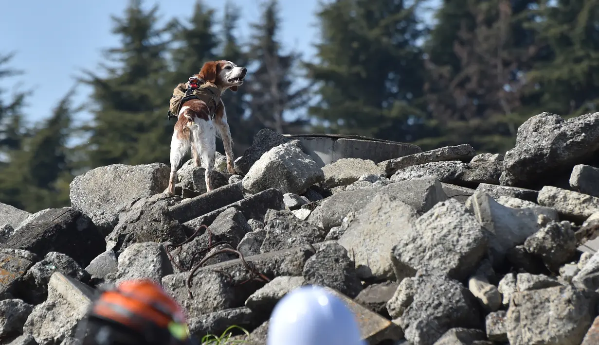 Gonta memakai ransel berisi live video feed dan GPS data saat berlatih dalam mencari korban di Fujimi, utara Tokyo (14/2/2016).  Seperti anjing penyelamat lainnya,Gonta mengandalkan naluri penciumannya untuk mencari korban. (AFP PHOTO/Bapak KAZUHIRO Nogi)