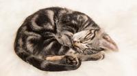 Ilustrasi kucing tidur. (Credit: Shutterstock)