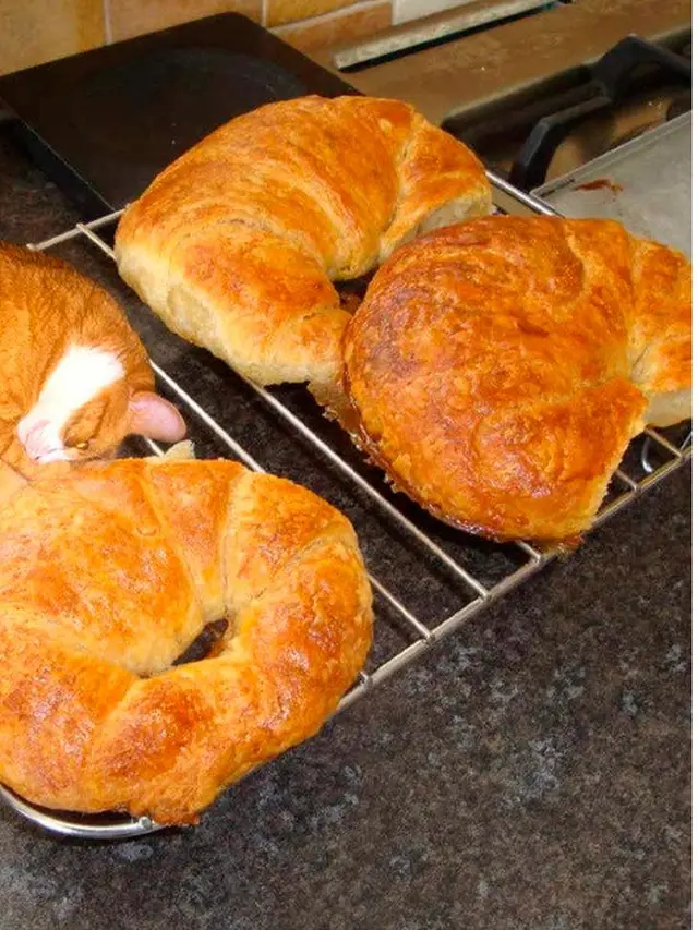 6 Aksi Kucing Menyamar Jadi Roti Ini Bikin Kucek Mata, Perlu Lihat Dua Kali