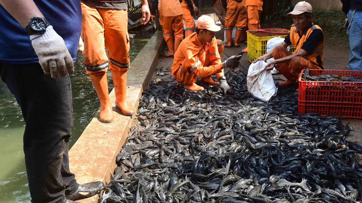 6,98 Ton Ikan Sapu-Sapu Ditangkap di Jakarta, Mau Diapakan Setelahnya?