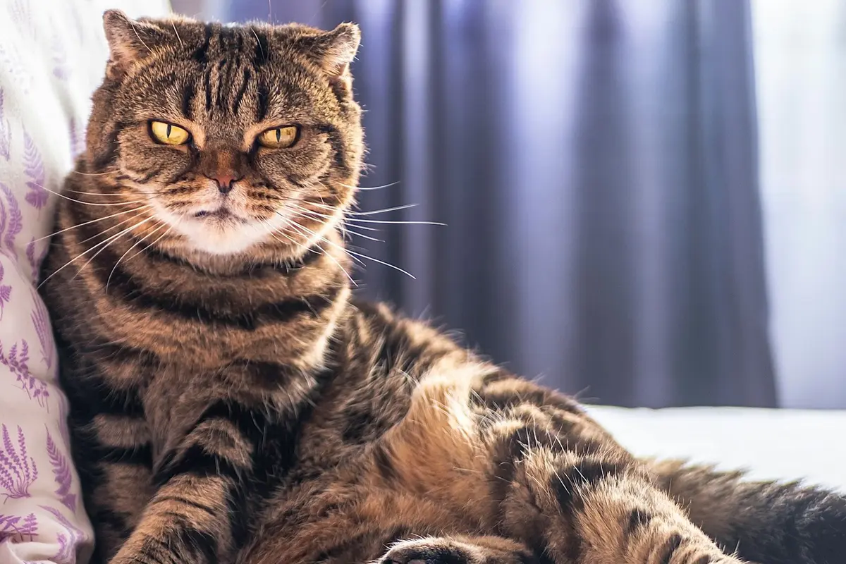 Scottish Fold