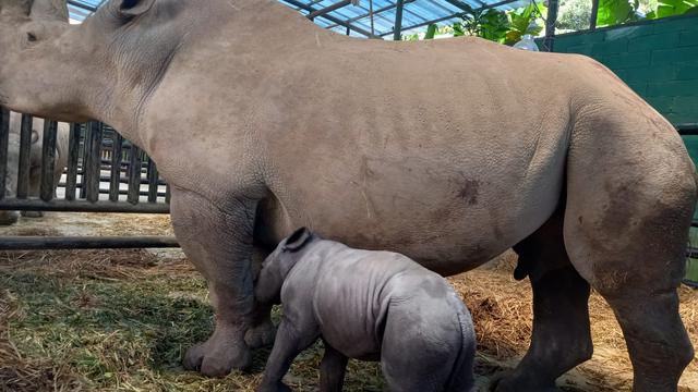 Badak Putih Afrika melahirkan anak pada Jumat (7/4/2023) sekitar pukul 19.59 WIB di Taman Safari Bogor. (