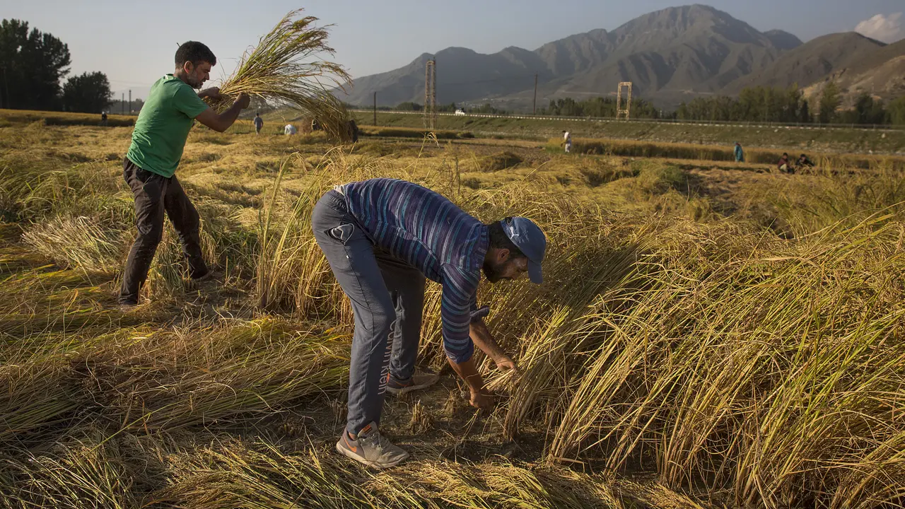Kesibukan Petani Kashmir Saat Panen Padi