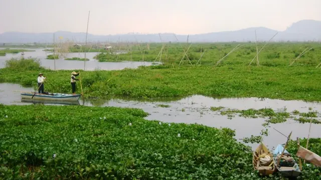 Eutrofikasi Adalah Pencemaran Air Akibat Limbah Fosfat, Ketahui Dampaknya