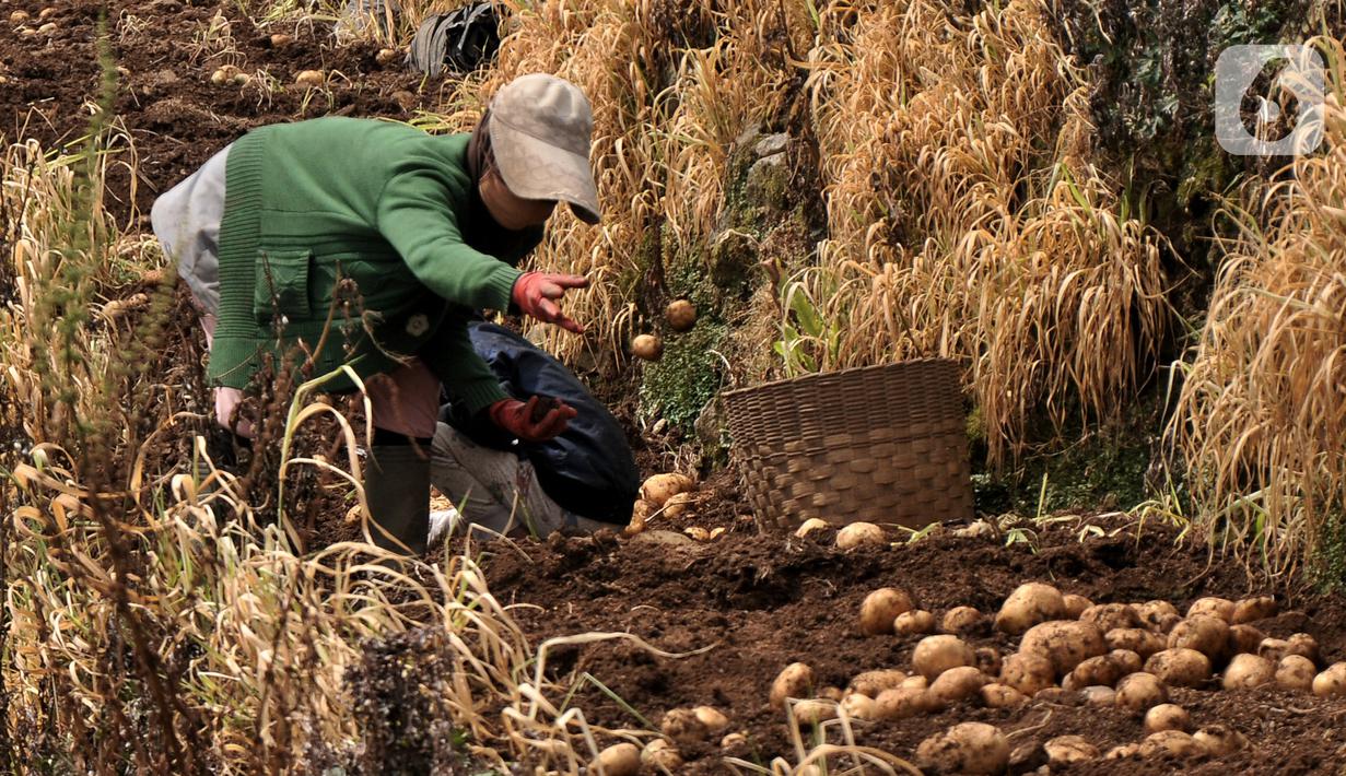 Sejumlah petani memanen kentang di Desa Sembungan, Dieng, Jawa Tengah, 1 Juli 2021. Para petani kentang di Dieng selalu mengandalkan tengkulak untuk menjual hasil panen ke pasar. (merdeka.com/Iqbal S. Nugroho)