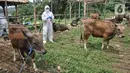Jelang Idul Adha, Tim Karantina dari Kementerian Pertanian mulai melakukan pemeriksaan kesehatan hewan kurban. (merdeka.com/Iqbal S. Nugroho)