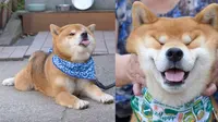 Shiba Inu, Anjing Lucu yang Membuat Citizen Meleleh