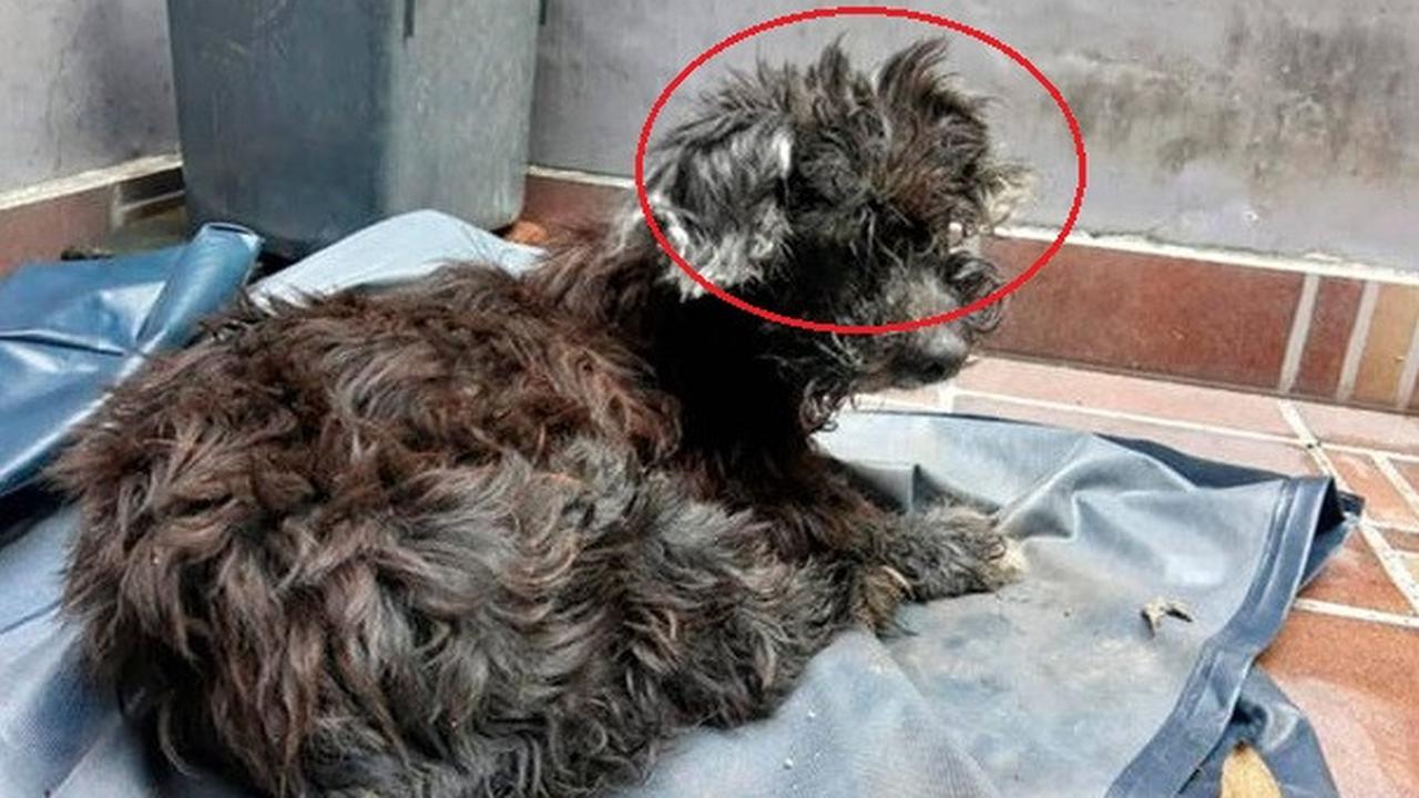 mata anak anjing dilem pemilik