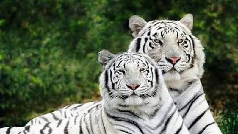 Dua ekor White Tiger atau Macan Putih di alam liar