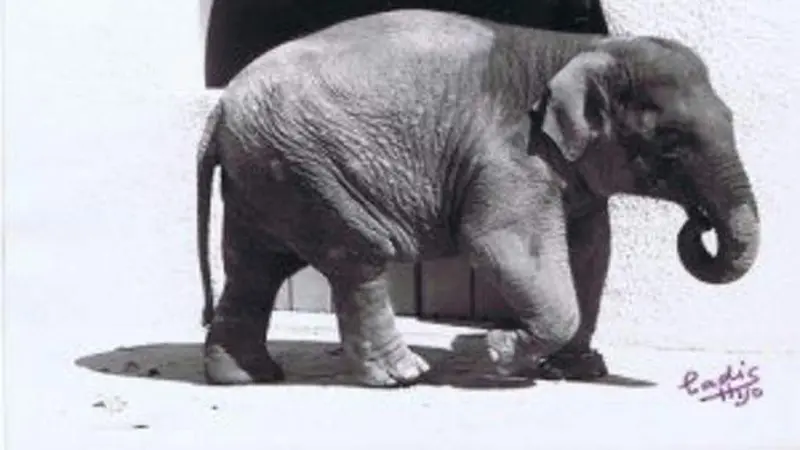 Gajah Flavia yang mati setelah hidup sendiri selama 43 tahun. (Zoo de Córdoba)