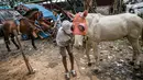 Sejumlah kuda delman saat akan diperiksa oleh dokter hewan KPKP di Jakarta, Kamis (4/2/2021). Kegiatan dilakukan untuk memberi bantuan pakan dan pemeriksaan kesehatan serta pengambilan sampel. (Liputan6.com/Faizal Fanani)