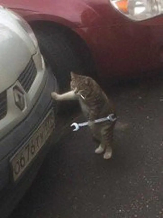 Dibersarkan di Bengkel, Ini 7 Potret Kocak Kucing Saat Jadi Mekanik
