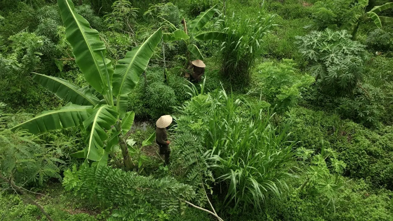 Valrhona Cocoa Forest di Bali