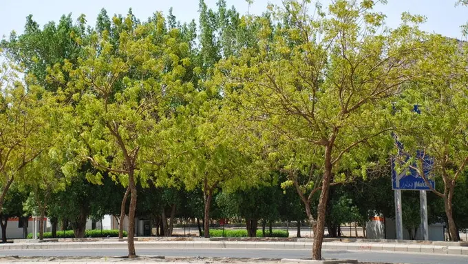 Kisah Pohon Bernama Soekarno di Arab Saudi