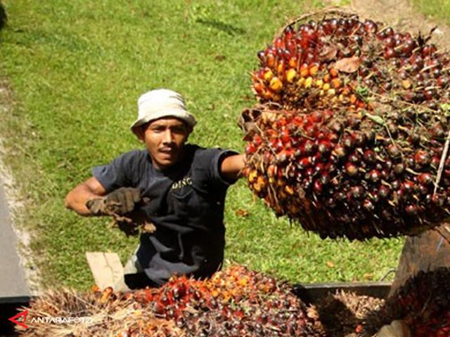 Harga Cpo Terus Meningkat Ini Sebabnya Bisnis Liputan6 Com
