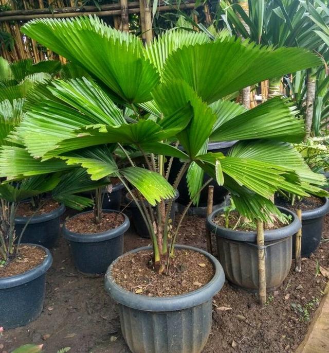 Palem Kipas (Livistona chinensis), Mewah dan Bersih