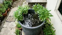 Cara Menanam Kangkung di Ember Ikan Lele, Hemat Tempat dan Bisa Panen Bahan Pangan di Rumah