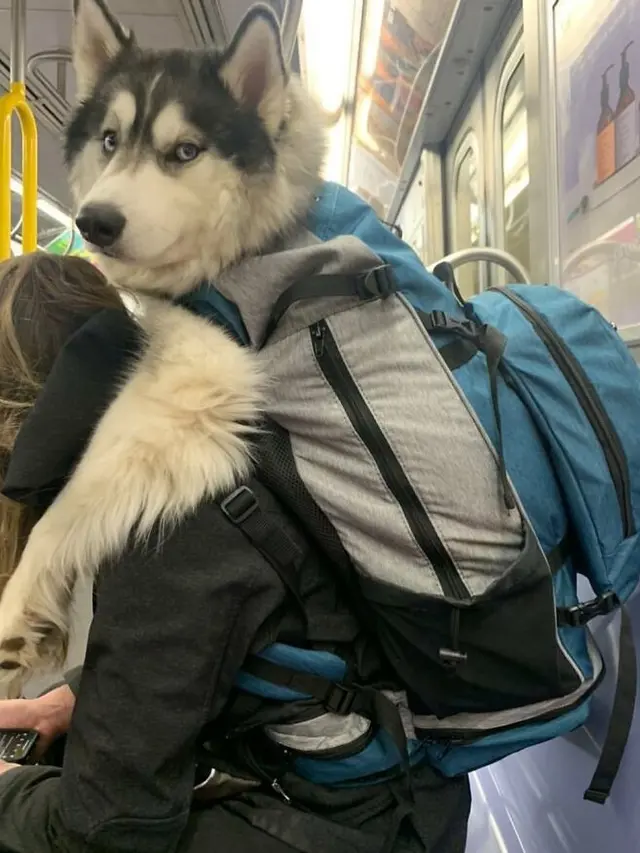 6 Foto Anjing Dibawa Pakai Tas Ini Jadi Pusat Perhatian, Ekspresinya Bikin Gemas