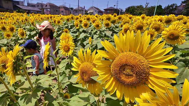 Ajaib! Bunga Matahari di Tokyo Dapat Tersenyum