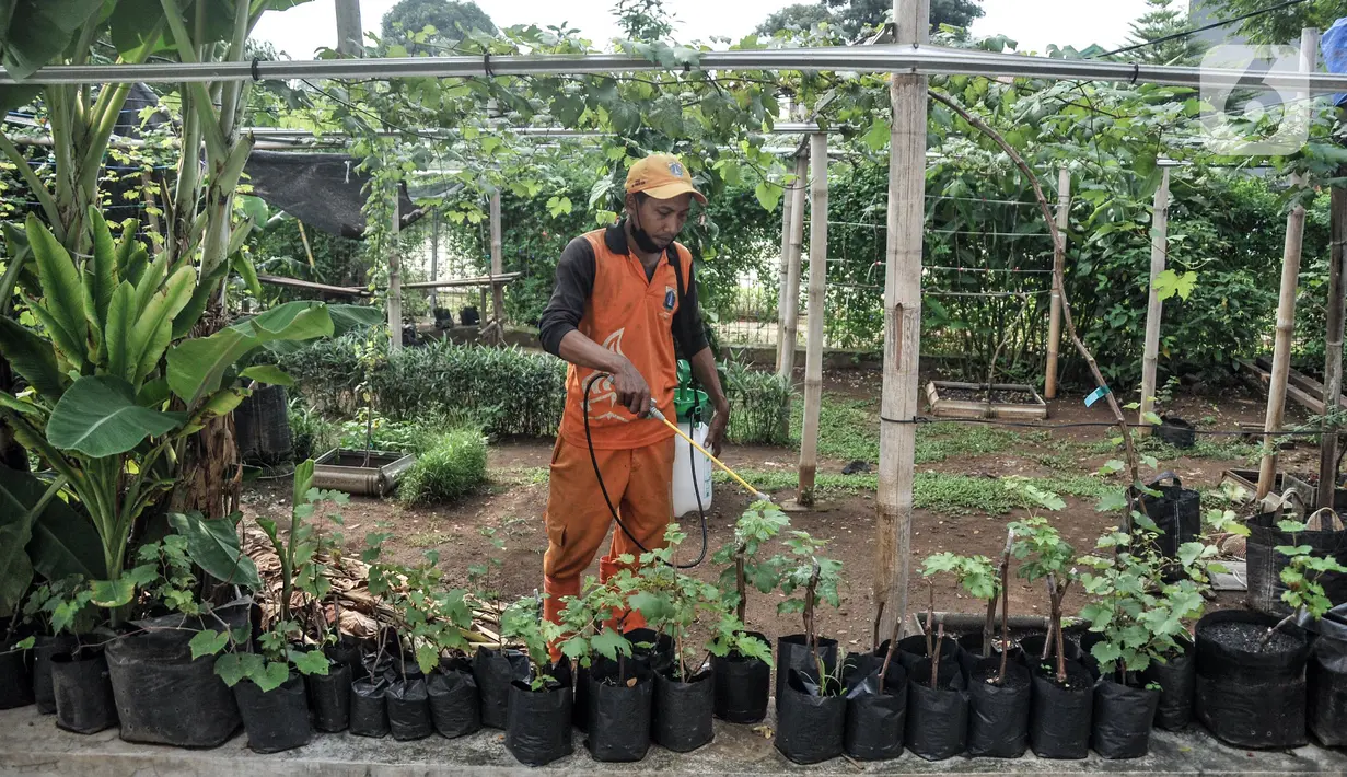 Wagiman (40), petugas Penanganan Prasarana dan Sarana Umum (PPSU) Kelurahan Pondok Kopi melakukan penyemprotan kebun anggur di kawasan Rawa Jaya, Kecamatan Duren Sawit, Jakarta Timur, Senin (6/6/2022). Kebun yang dikelola sejak awal 2021 tersebut saat ini telah membudidayakan sekitar 15 jenis tanaman anggur, baik impor maupun lokal. (merdeka.com/Iqbal S. Nugroho)