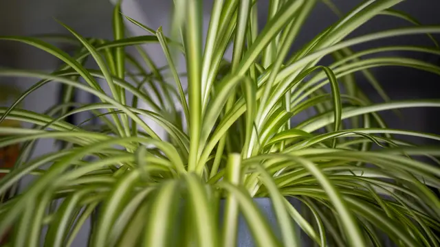 4 Cara Merawat Spider Plant agar Tetap Subur dan Daunnya Selalu Cantik