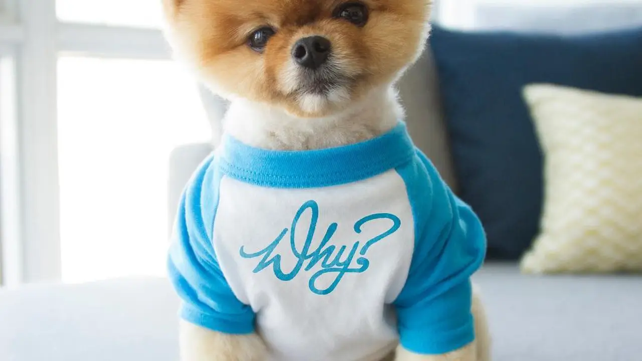[Bintang] Anjing lucu bernama Jiff