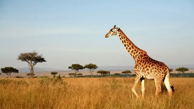 Jerapah