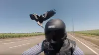 Vlogger Sepeda Motor Ini Dikejar Burung Magpies (Foto: Autoevolution)